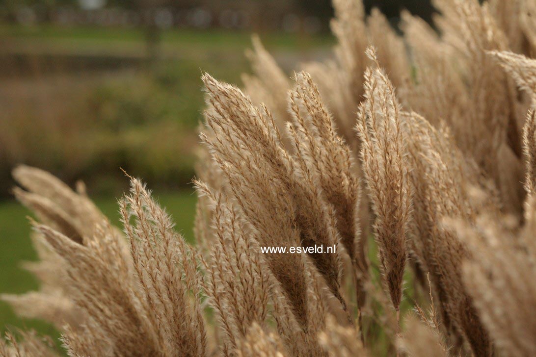 Miscanthus sinensis 'Red Chief'