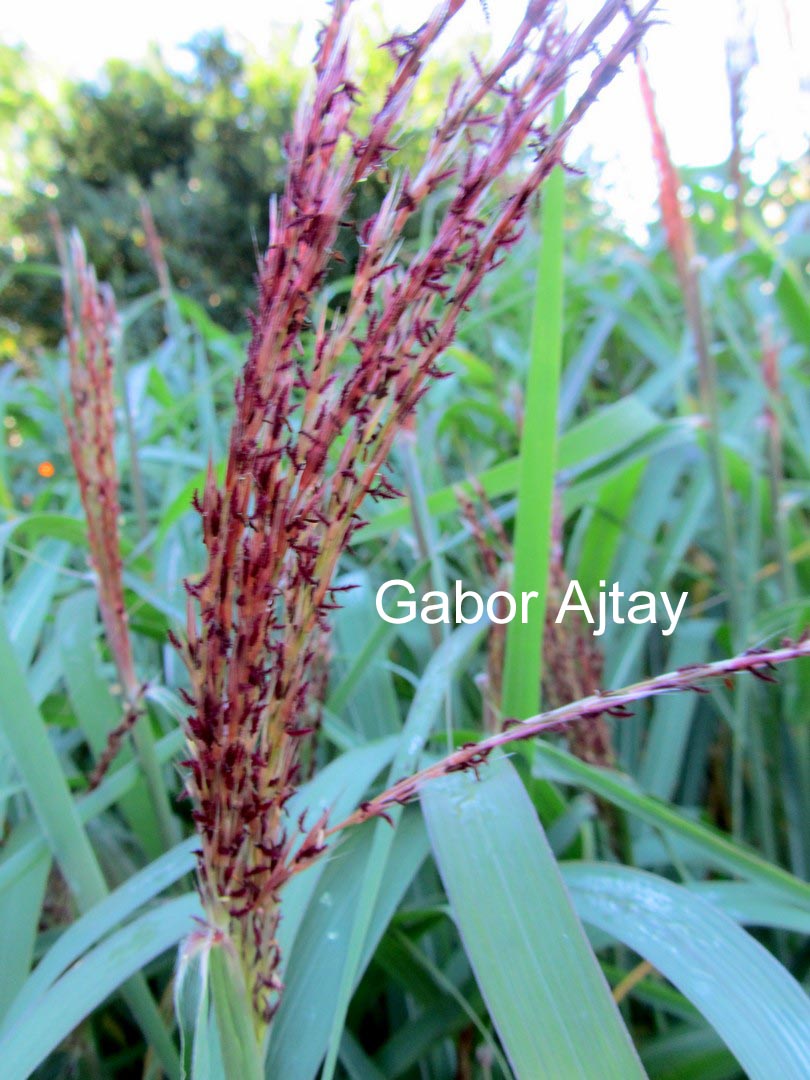 Miscanthus sinensis 'Rotfeder'