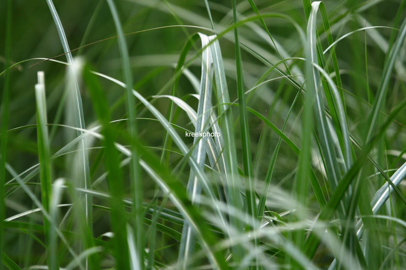 Miscanthus sinensis 'Rotsilber'