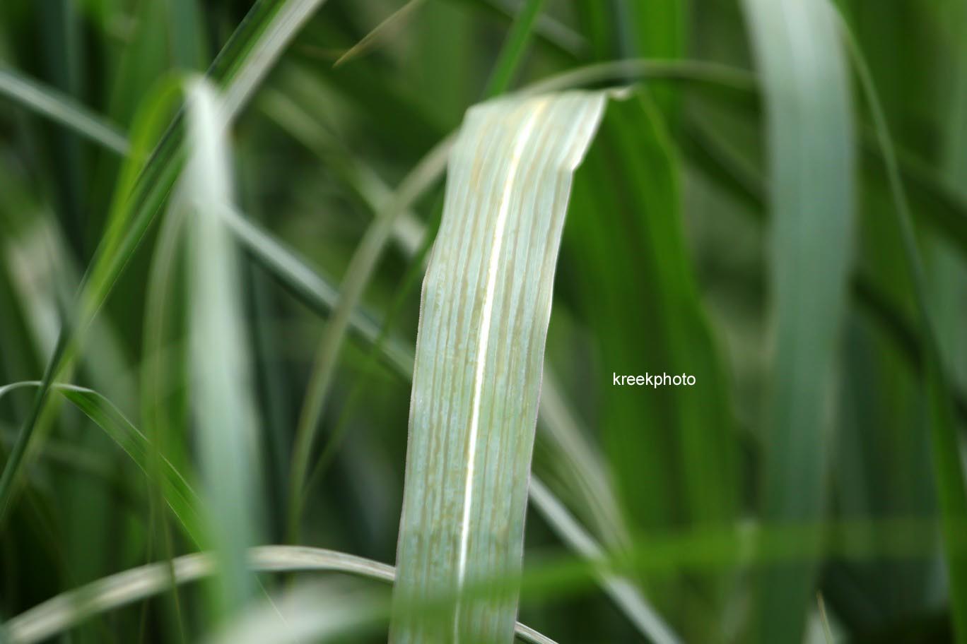 Miscanthus sinensis 'Silberfeder'