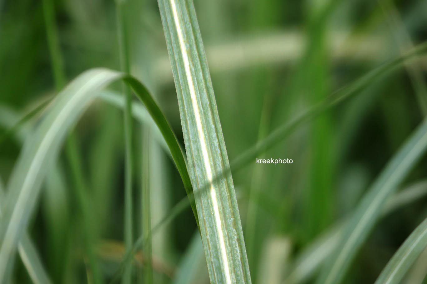 Miscanthus sinensis 'Sirene'
