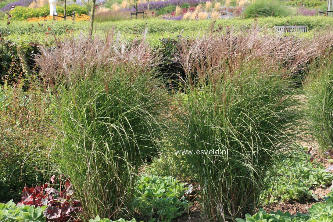 Miscanthus sinensis 'Yaku Jima'