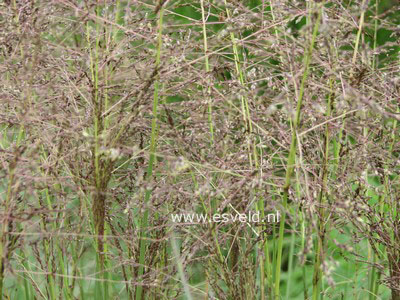 Molinia caerulea 'Dauerstrahl'