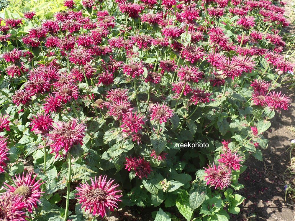 Monarda 'Fireball'