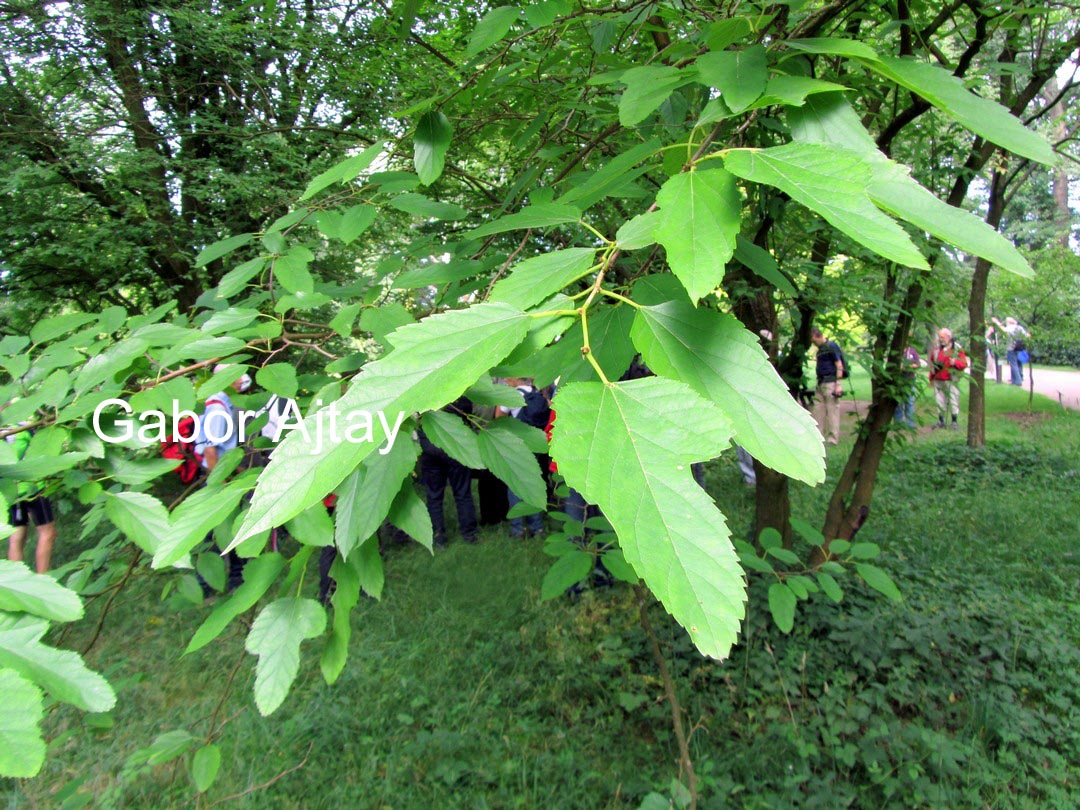 Morus latifolia