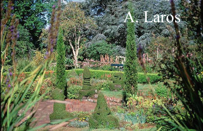 Muehlenbeckia complexa