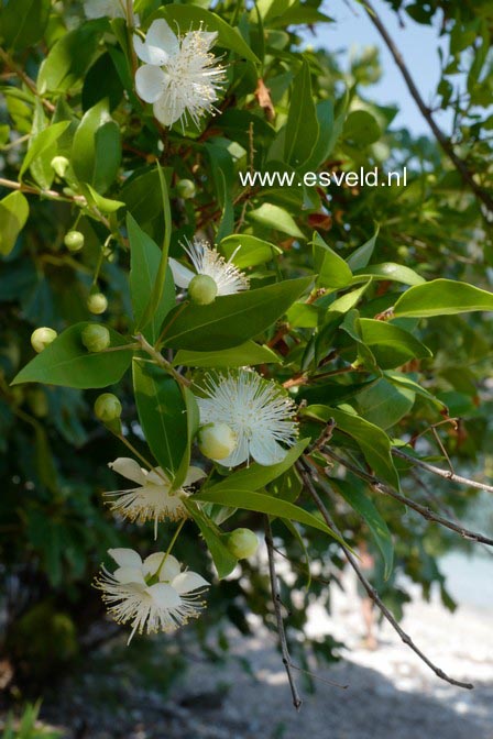 Myrtus communis