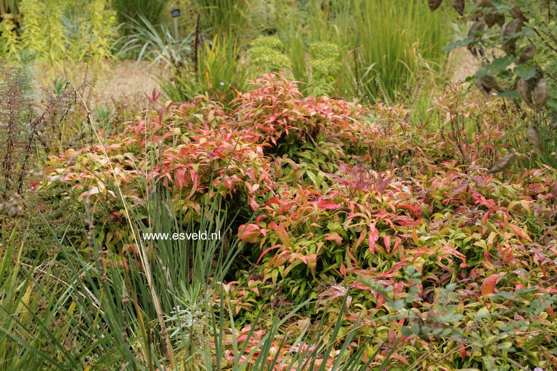 Nandina domestica 'Pygmaea'