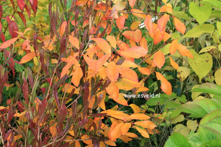 Nyssa sylvatica 'Miss Scarlet'