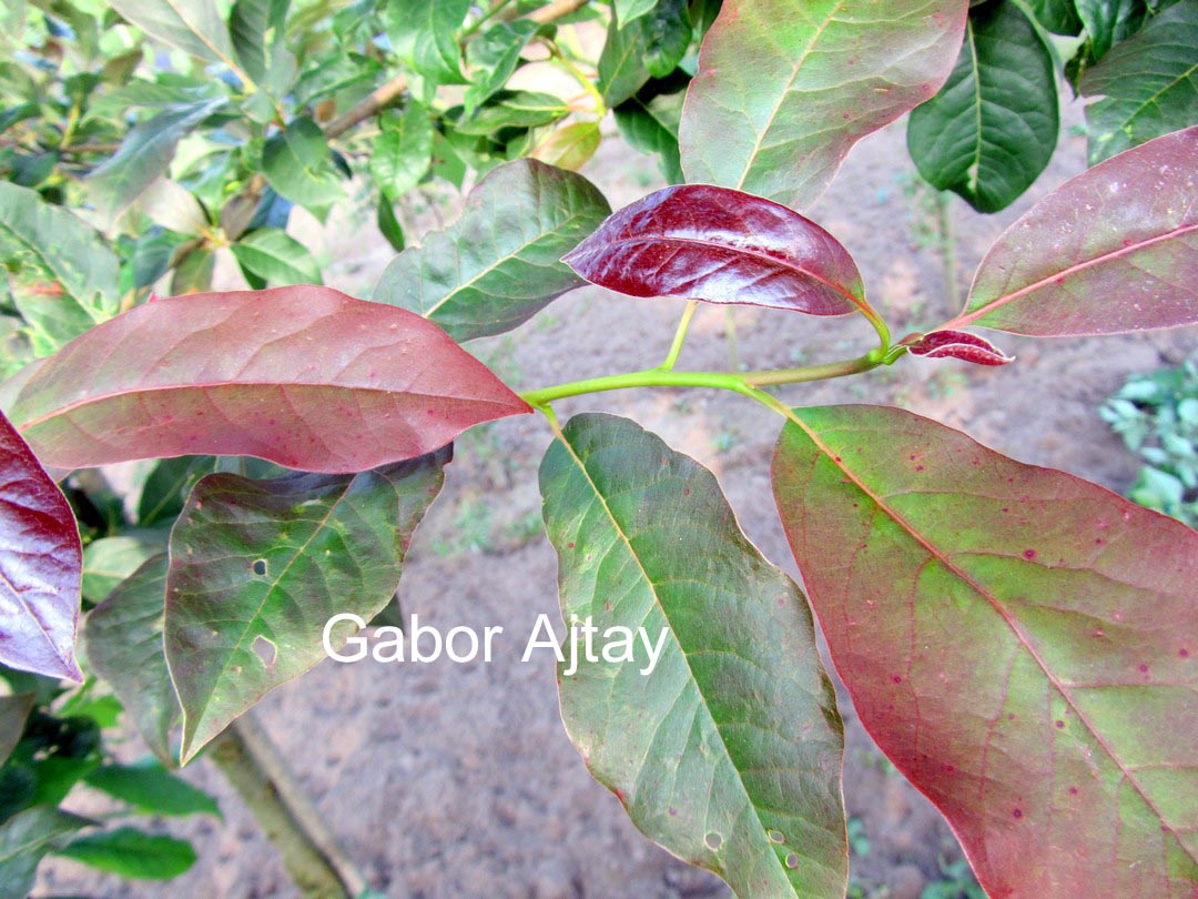 Nyssa sylvatica 'Red Red Wine'
