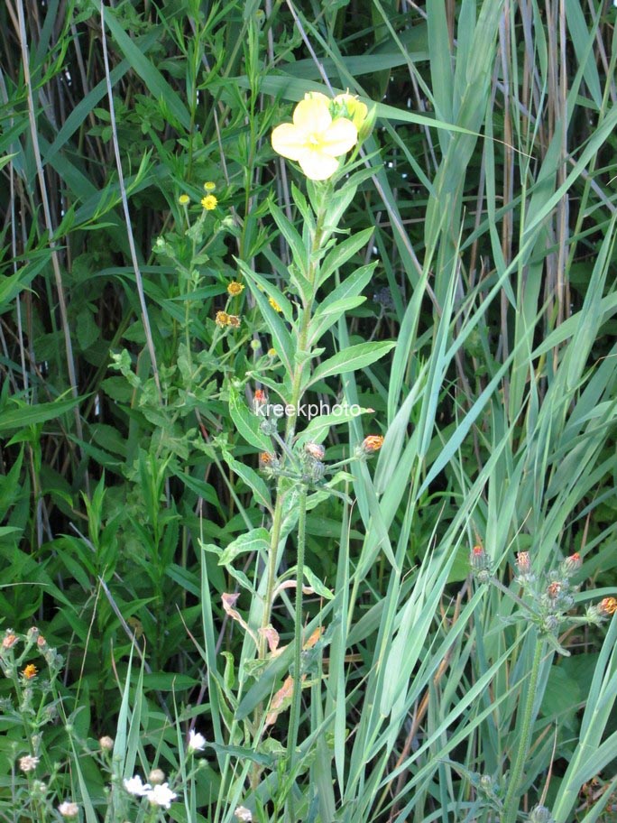 Oenothera biennis