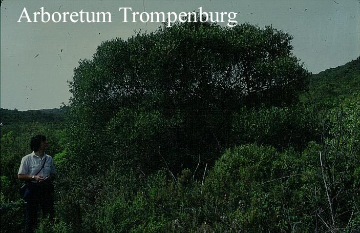 Olea europaea var. oleaster