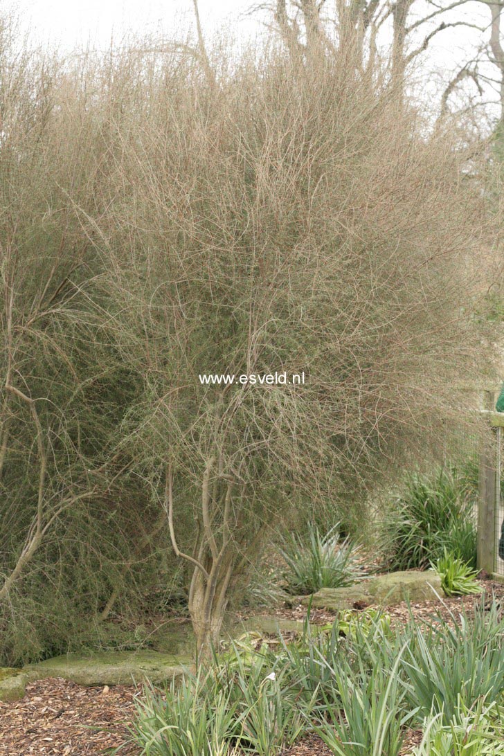 Olearia virgata lineata