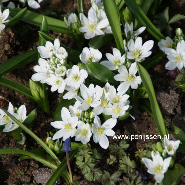 Ornithogalum balansae