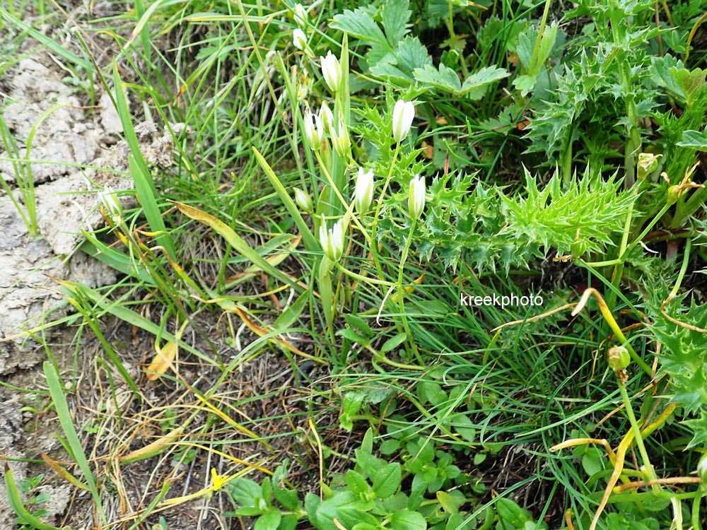 Ornithogalum umbellatum