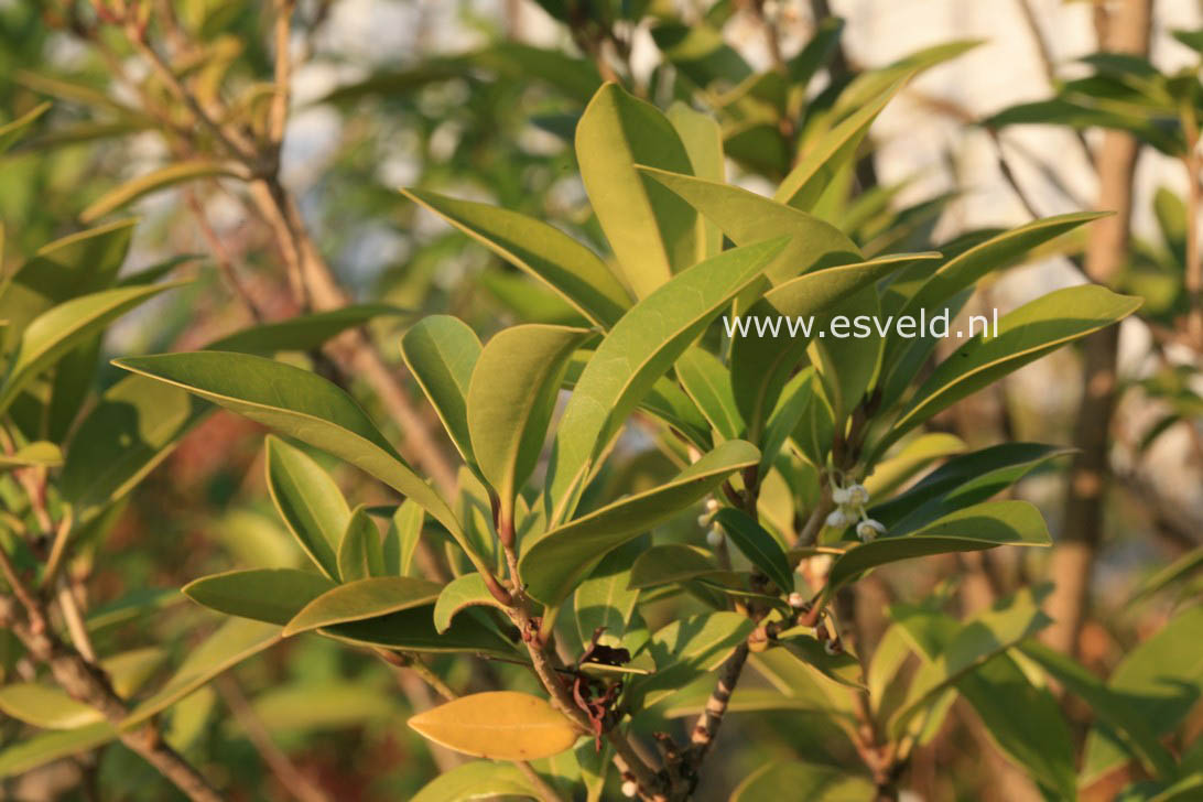 Osmanthus americanus