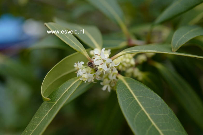Osmanthus decorus 'Angustifolius'