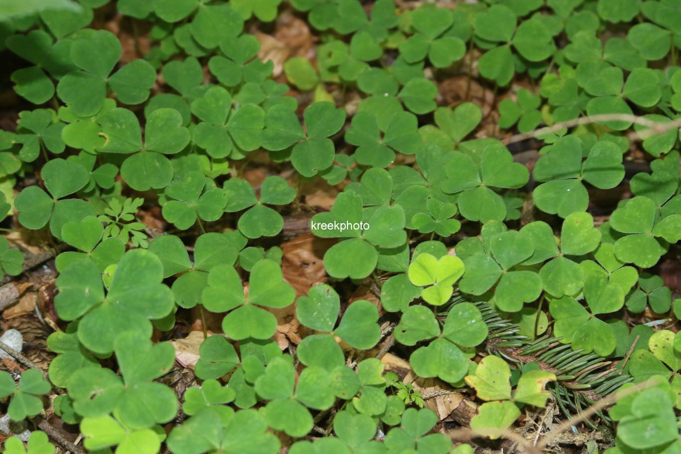 Oxalis acetosella