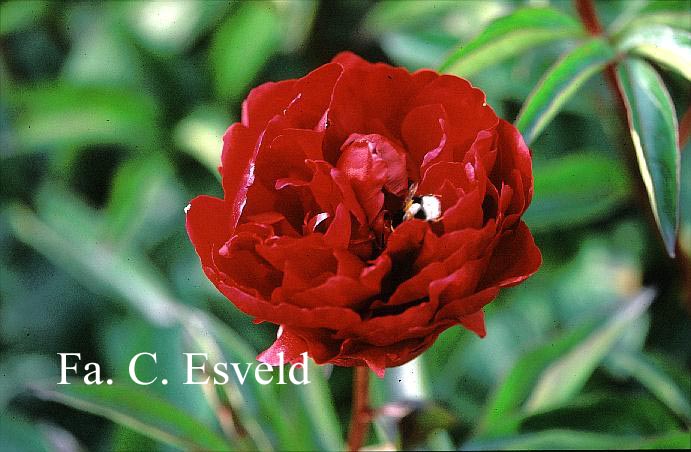 Paeonia 'Adolph Rousseau'