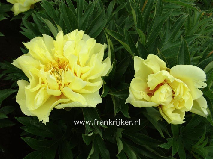 Paeonia 'Bartzella'