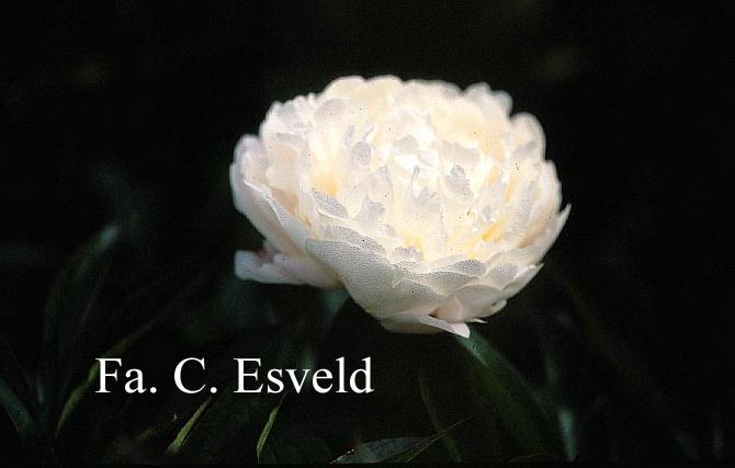 Paeonia 'Border Gem'
