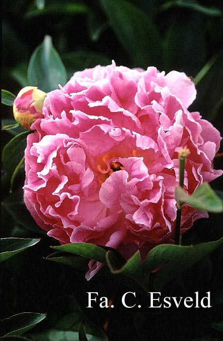Paeonia 'Gayborder June'