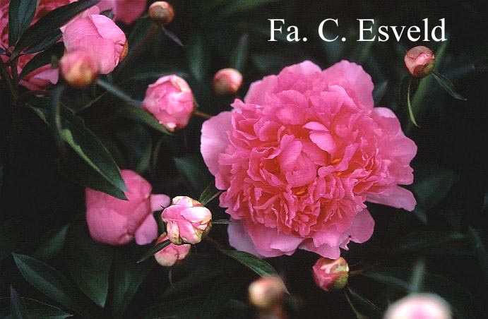 Paeonia 'Gilbert Barthelot'