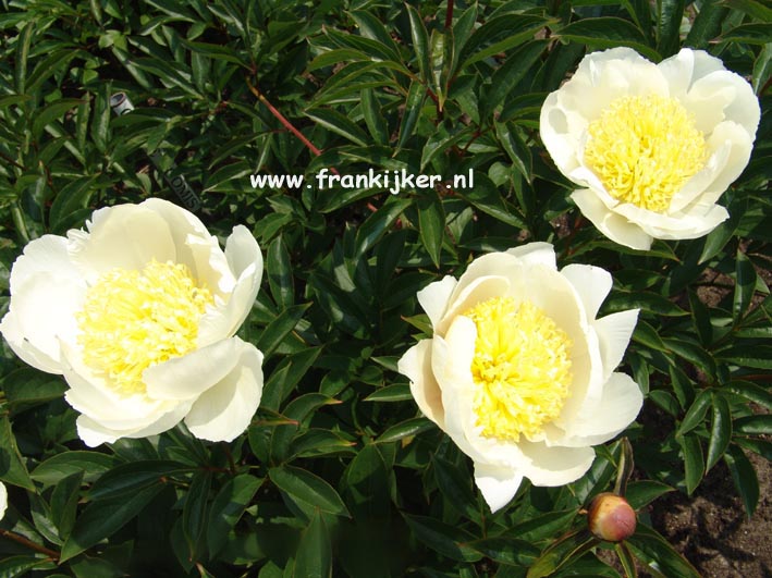 Paeonia 'Gold Standard'