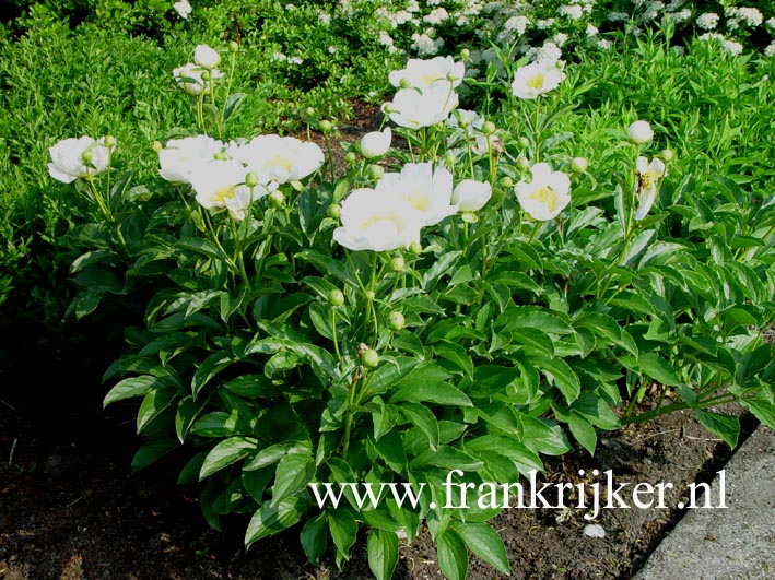 Paeonia 'Jan van Leeuwen'