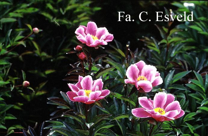 Paeonia 'Joseph Plagne'