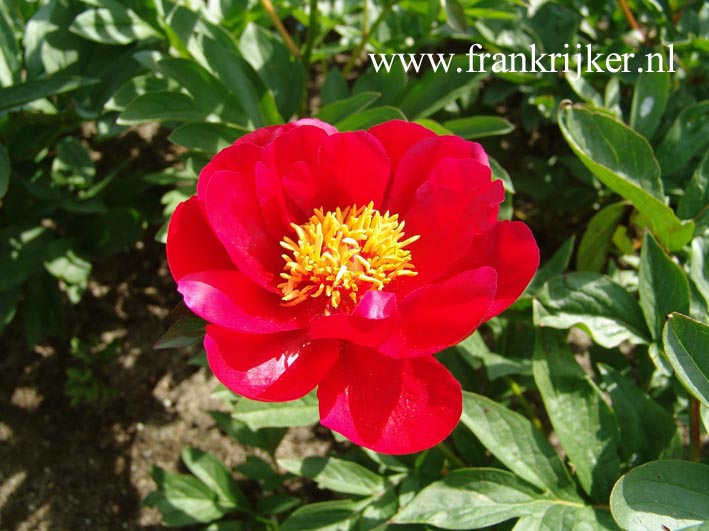 Paeonia 'Joyce Ellen'