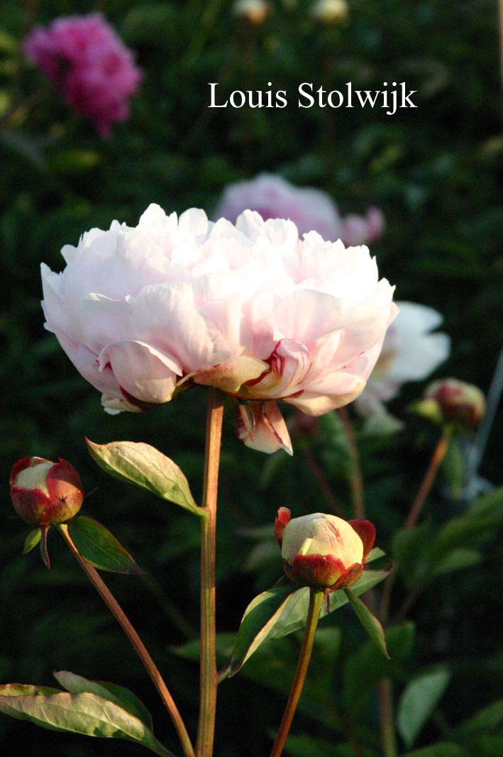 Paeonia 'Katharina Havemeier'