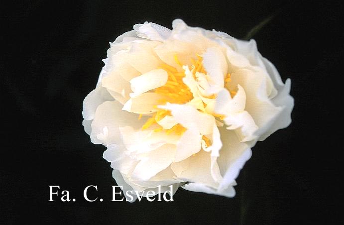 Paeonia 'La Rosiere'