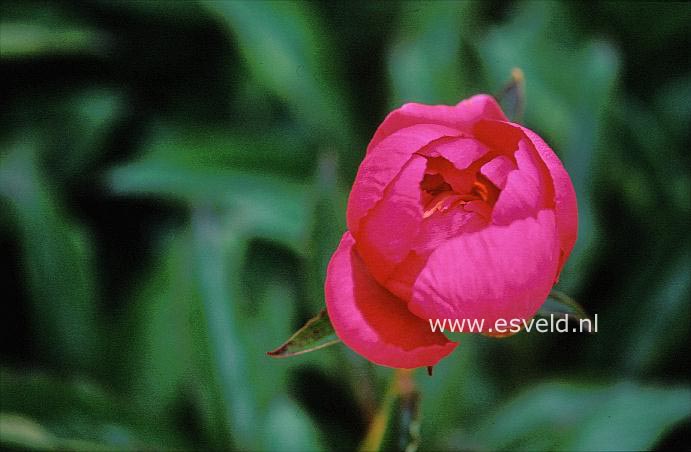 Paeonia 'Largo'