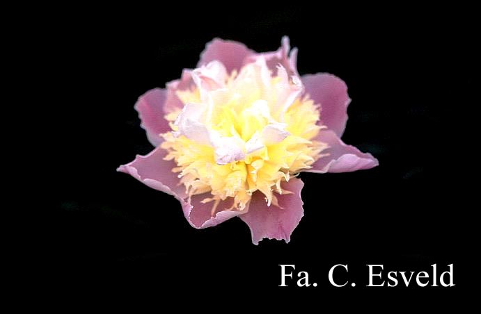 Paeonia 'Lilacina Superba'