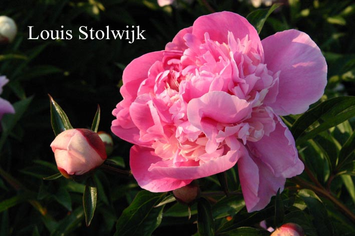Paeonia 'Liukrecya'