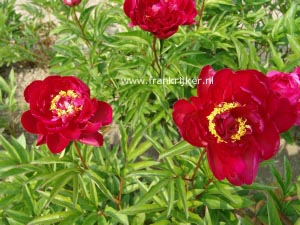 Paeonia 'Longfellow'