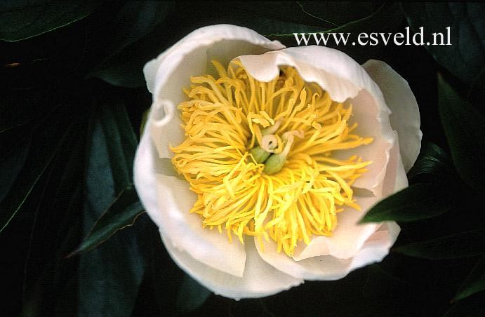 Paeonia 'Lotus Garden'