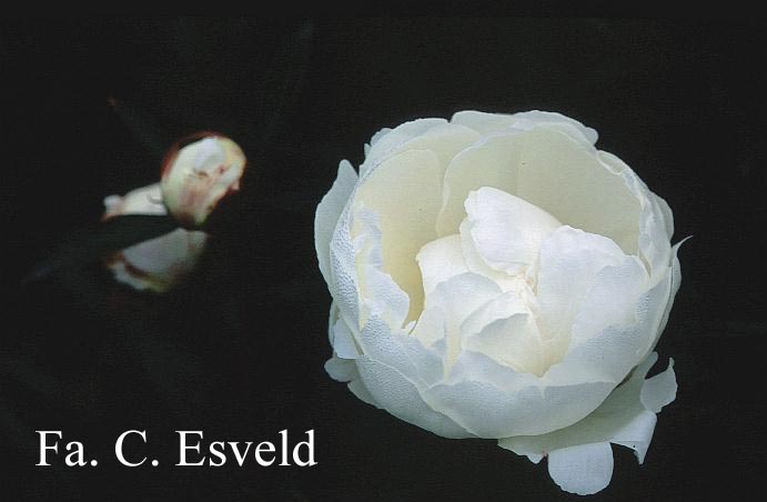 Paeonia 'Madame Edouard Doriat'