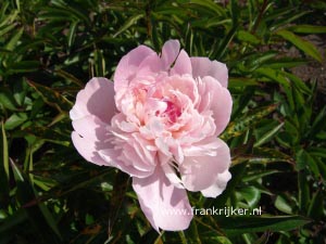 Paeonia 'Mme. Calot'