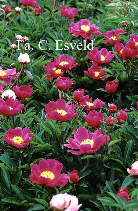 Paeonia 'Mme. Claude Allard'