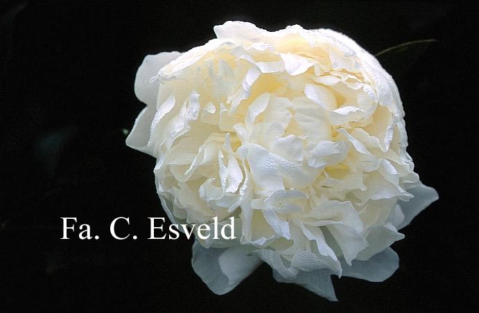 Paeonia 'Mme Claude Tain'