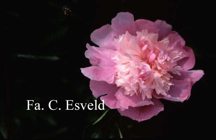 Paeonia 'Polkovnik Kajanec'