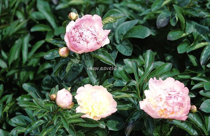 Paeonia 'Raspberry Sundae'