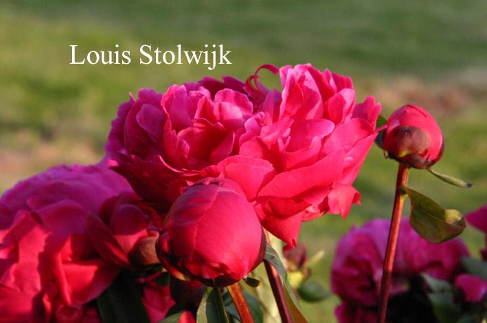 Paeonia 'Red Sarah Bernhard'