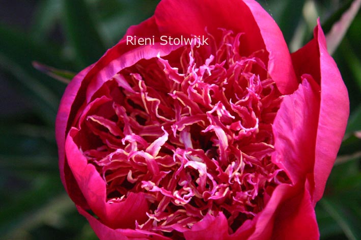 Paeonia 'Rigolote'