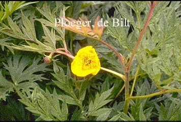 Paeonia lutea 'Yellow Queen'