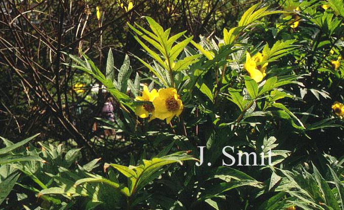 Paeonia lutea