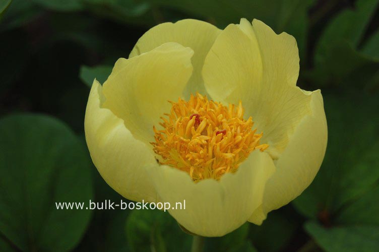 Paeonia mlokosewitschii
