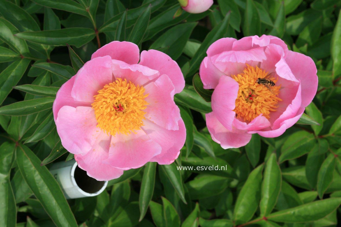 Paeonia officinalis var. banatica